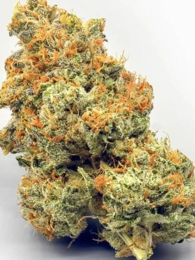 A K 47 strain