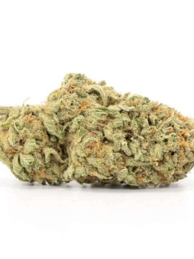 Great White Shark Strain for Sale