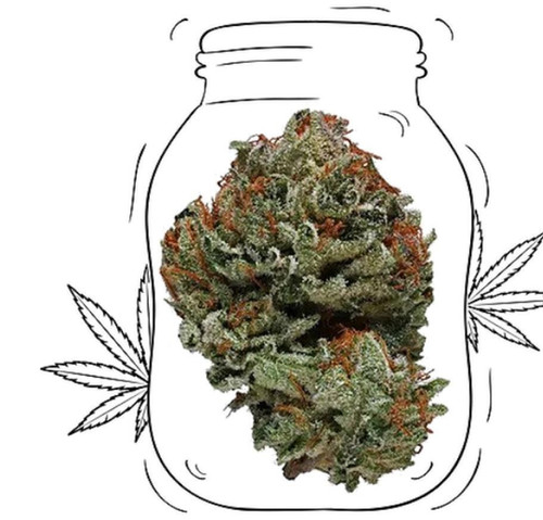 Lemon sativa