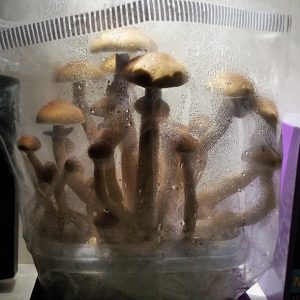 Mushroom Grow Kits