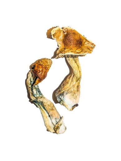 B+ Magic Mushroom