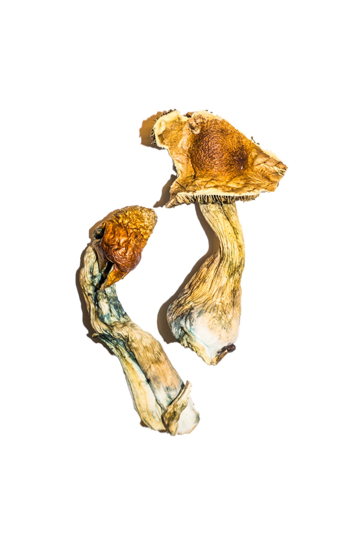B+ Magic Mushroom