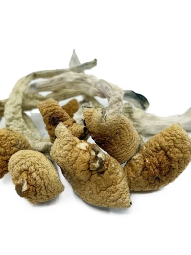 Big Mex Magic Mushrooms
