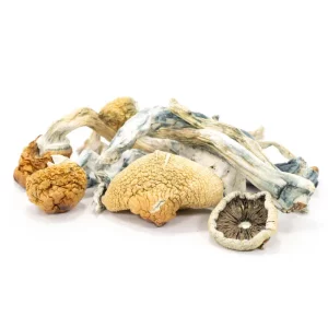 Blue Meanie Magic Mushrooms