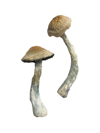 Florida White (F+) Magic Mushrooms