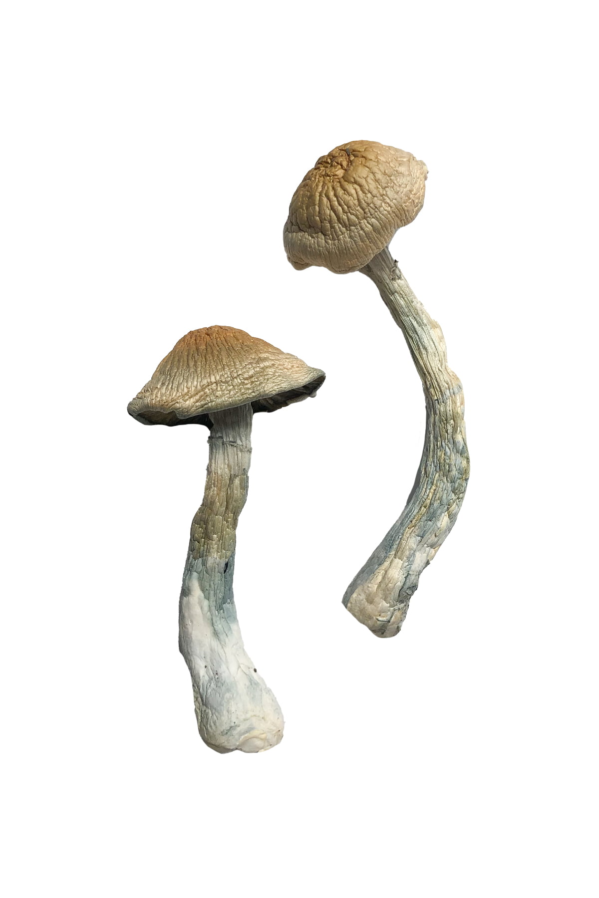 Florida White (F+) Magic Mushrooms