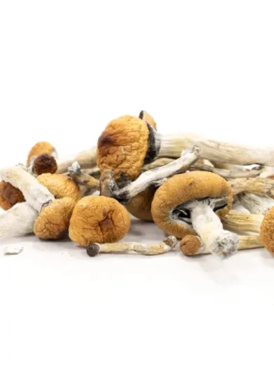 Golden Teacher mushrooms