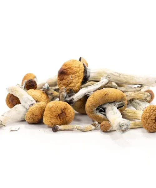 Dried Magic Mushrooms