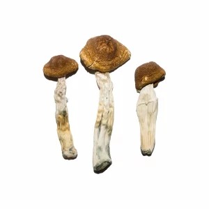Hero Magic Mushrooms
