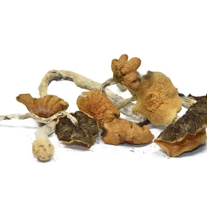 HillBilly Magic Mushrooms