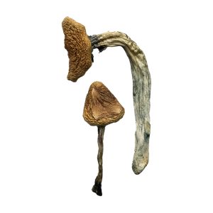 Jedi mind fuck mushrooms