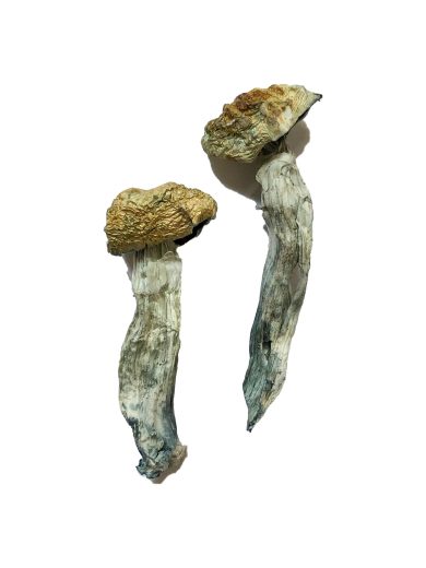 Mazatapec magic mushroom