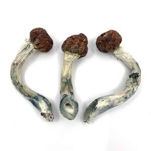 Penis Envy Magic Mushroom