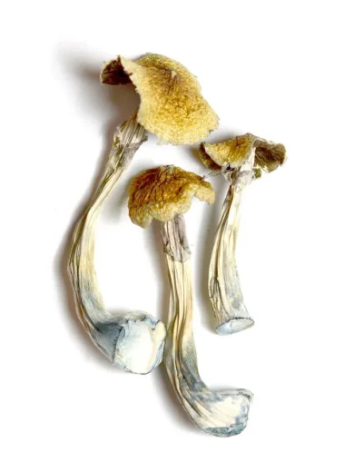 Psilocybin Azurescens