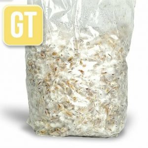 Spawn- Golden Teacher