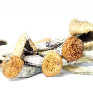 TRANSKEI MAGIC MUSHROOM