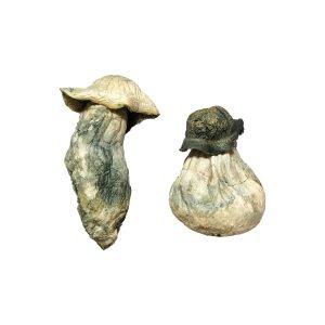 The ALBINO P.E MUSHROOM
