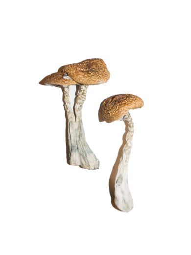 Wavy Caps Magic Mushrooms